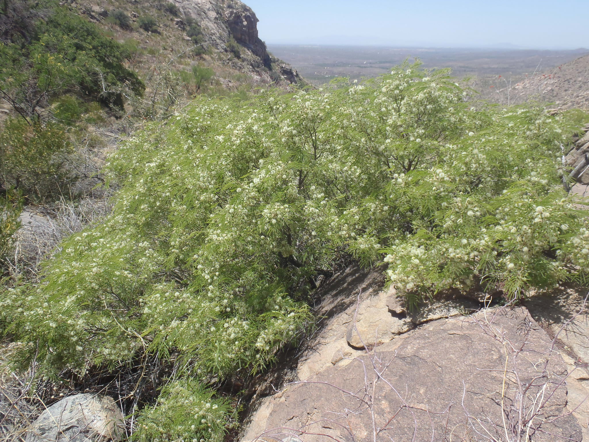 Lysiloma acapulcensis 
